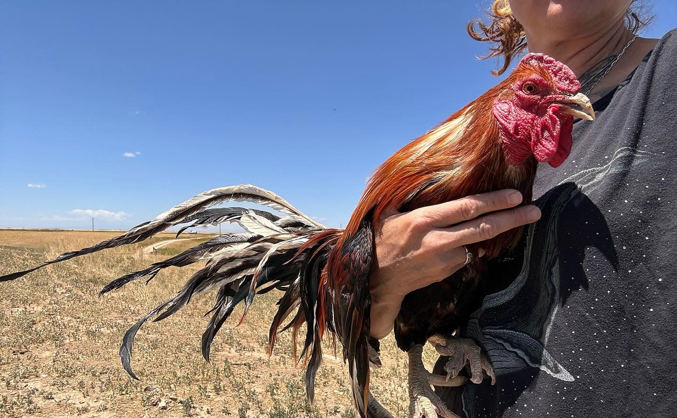 32 Roosters Killed After Cockfighting Raid, Contrary to Claims That Birds Were "Saved"