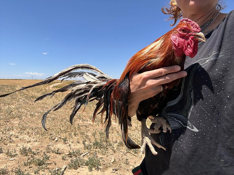 Despite a bird sanctuary offering to take in the roosters, the search warrant for the cockfighting ring authorized county officials to euthanize them.