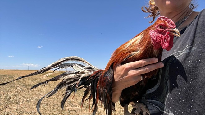 Rooster in the desert hills