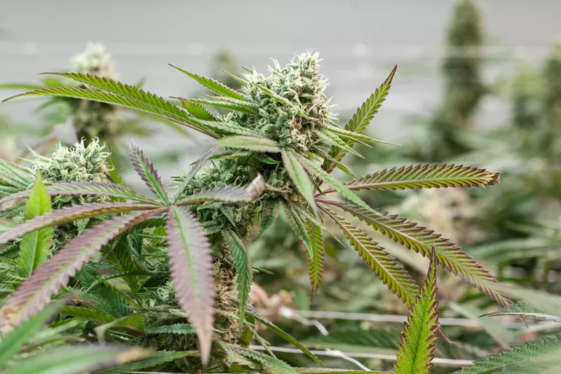Image: The Balanced Veterans Network connects veterans with resources for cannabis therapy and other alternative medicines.
