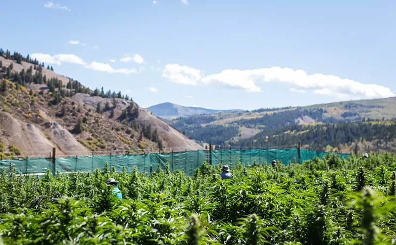 Almost One in Five Colorado Marijuana Growing Licenses in Colorado Were Dropped Last Year