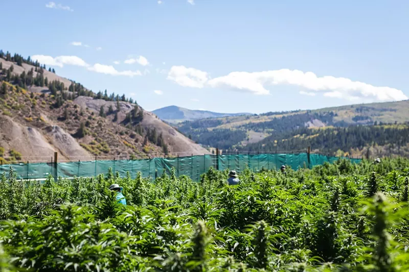 Image: Outdoor marijuana farm