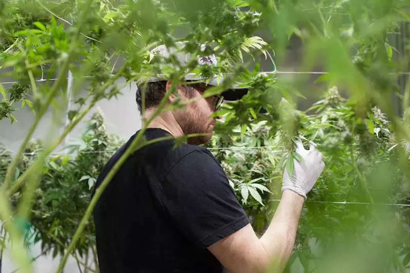 Image: Cannabis grower trims marijuana leaves