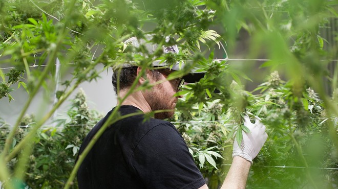 Cannabis grower trims marijuana leaves