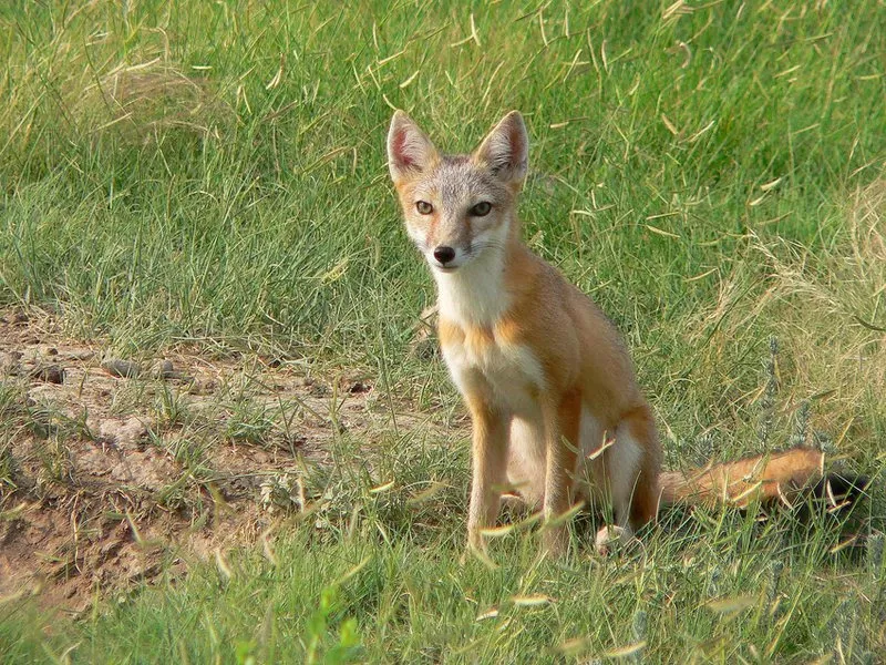 Image: swift fox sits alone in meadow