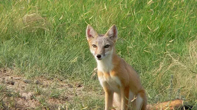 swift fox sits alone in meadow