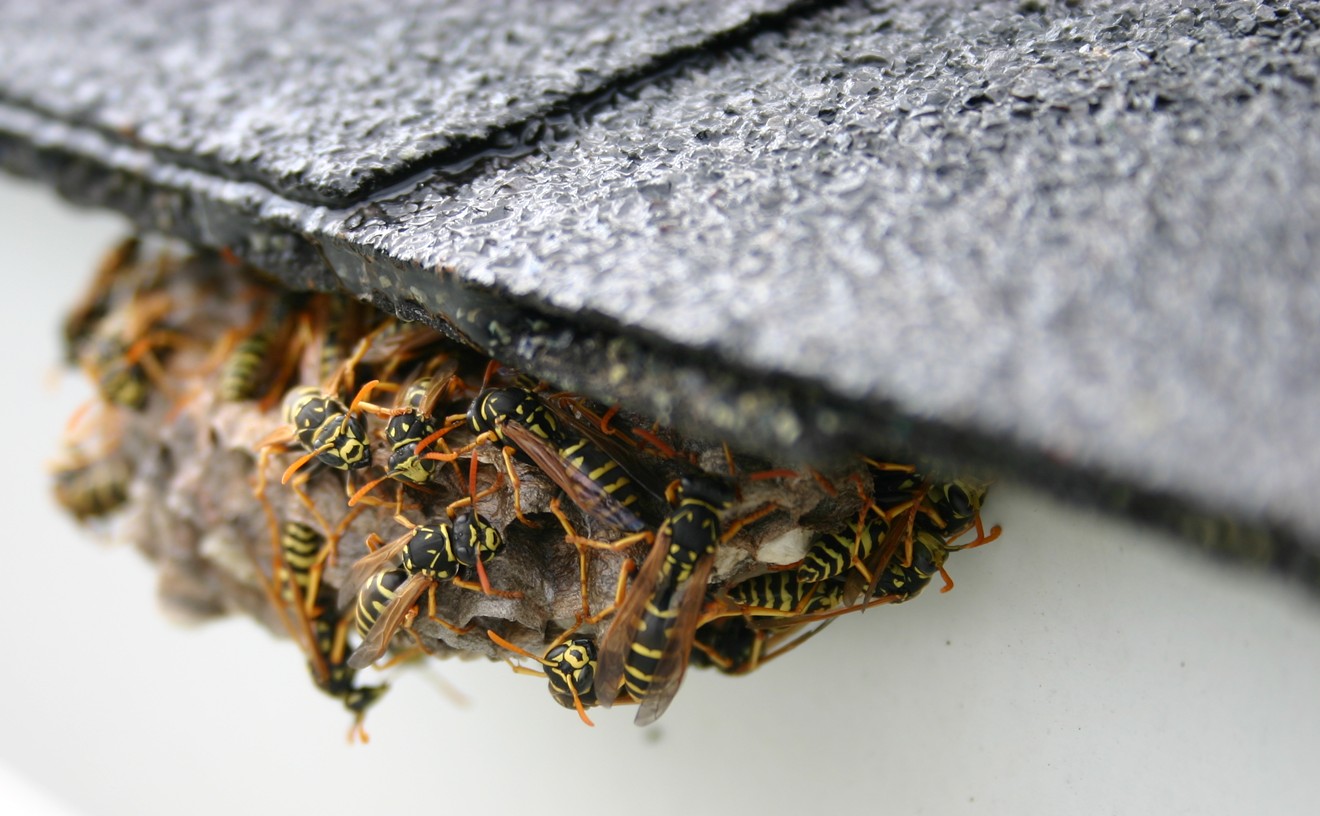 Are You Noticing More Wasps and Black Widows in Denver This Year?