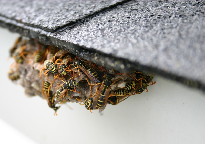 As winters get milder and warmer, more wasp queens survive hibernation and establish colonies in the spring.