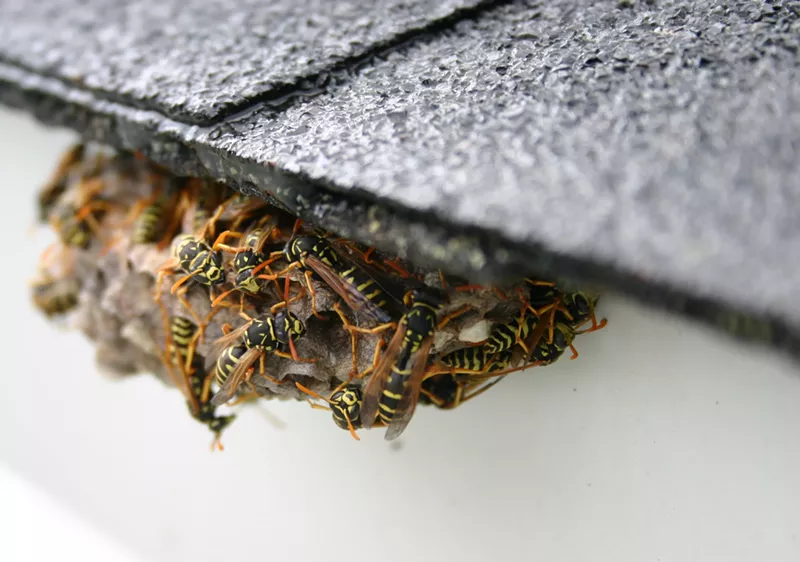 Image: yellow jack wasp nest