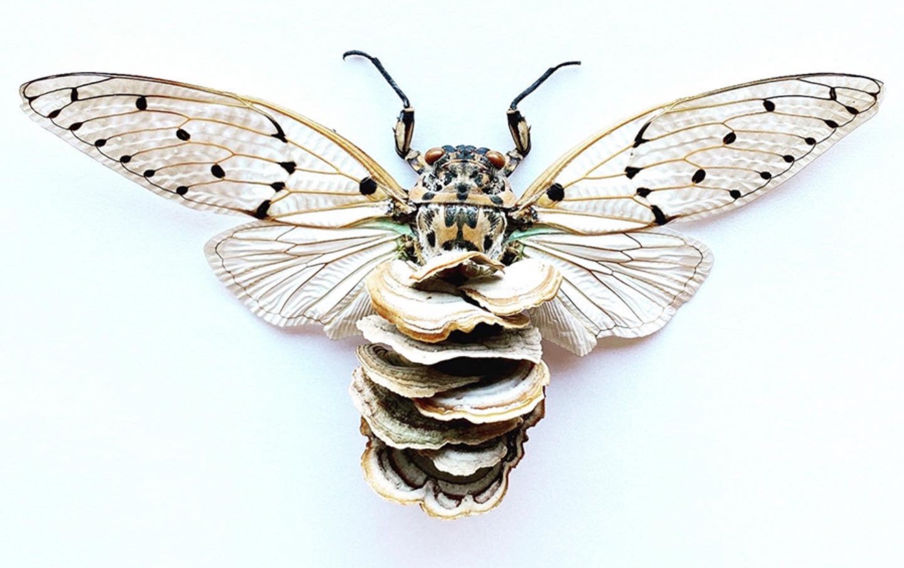 Adrienne DeLoe, "Mushroom Cicada," at Next Gallery.