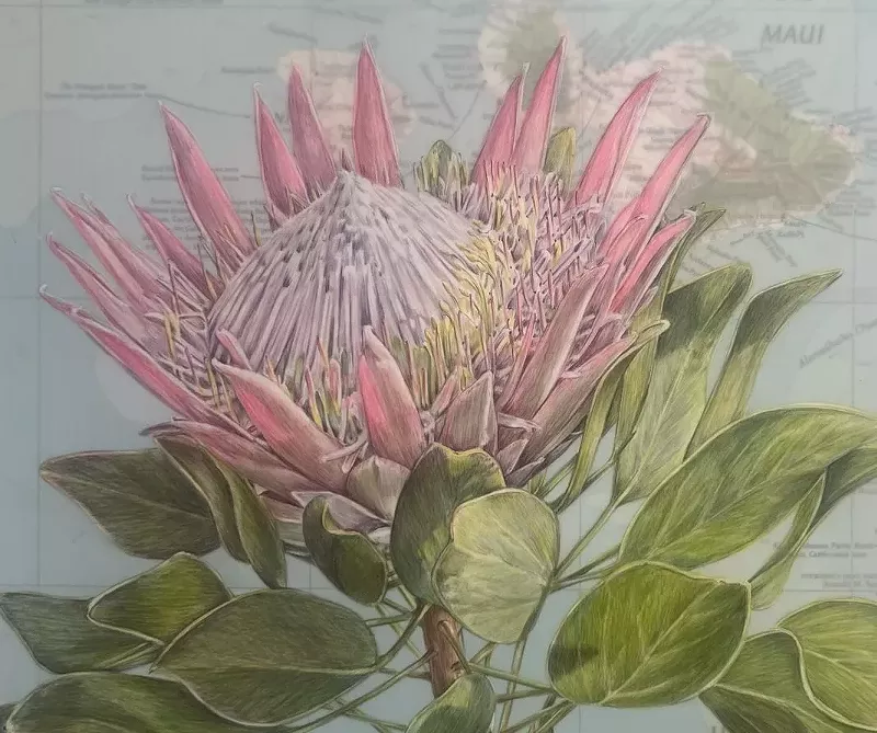 Image: Susan Rubin, “Protea, Hawaii" (detail), 2023, colored pencil and map.