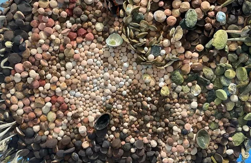 Image: seashells and pebbles arranged as an art installation.