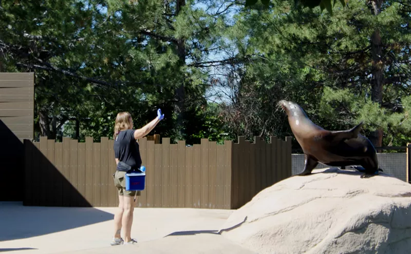 Image: Sea Lions Return to New Habitat at Denver Zoo
