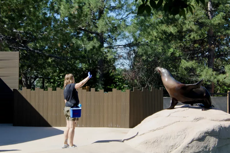Image: A sea lion sits on a rock
