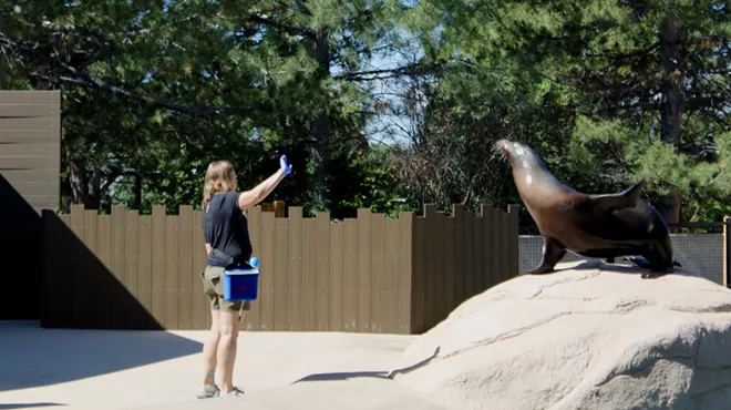 A sea lion sits on a rock