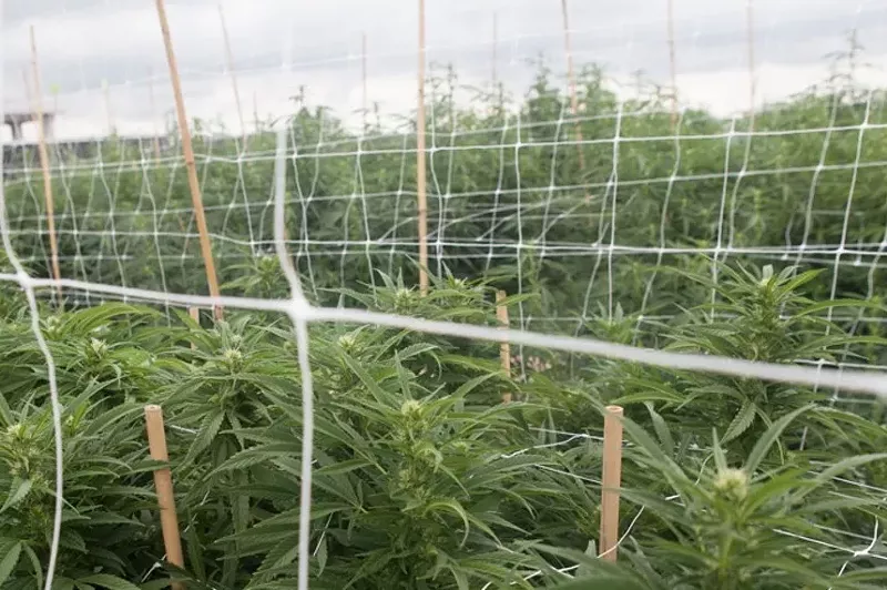 Image: Marijuana from Tree Farmers LLC tested positive for imidacloprid, an insecticide banned from use in pot cultivations.