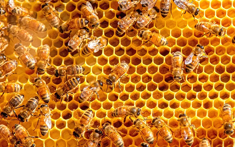 Image: bee hive