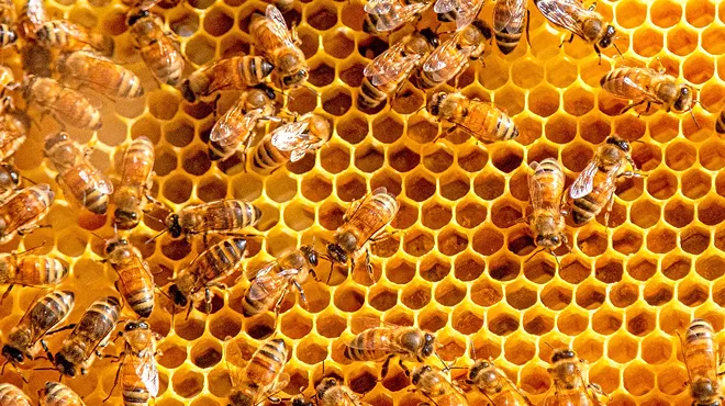 bee hive
