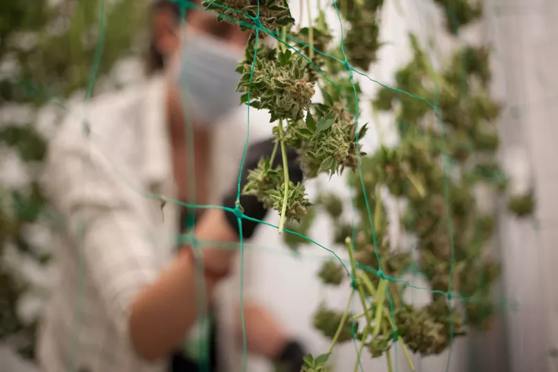 Image: A marijuana growing operation employee inspects buds after a harvest.