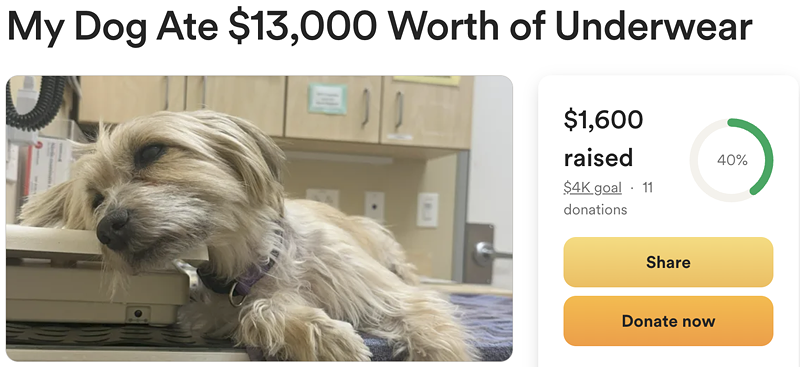 Image: A dog lying on a table