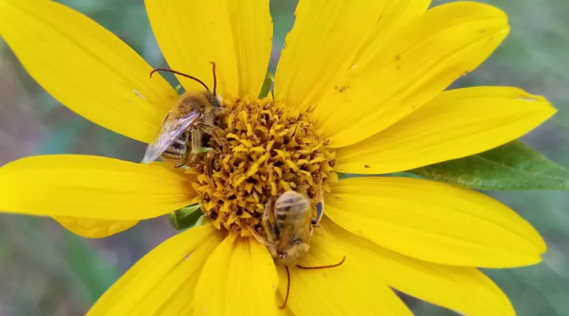 Image: The Butterfly Pavilion is hosting a Habitat Gardening Boot Camp.