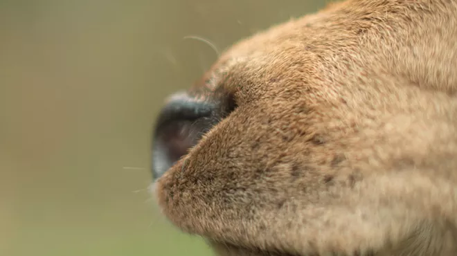 dog snout and nose