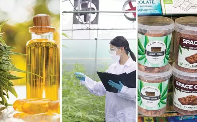 Image: Cannabis Education in Session at Colorado Universities
