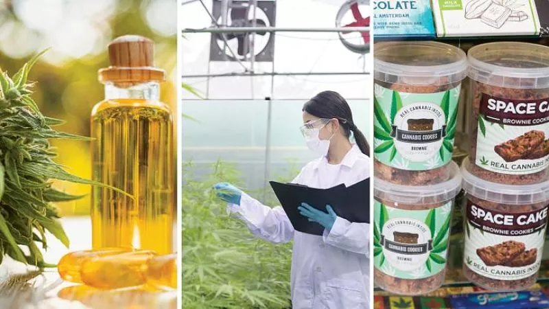 Image: Community College of Denver now offers an associate degree in cannabis science, and it's not the only school with a pot program.