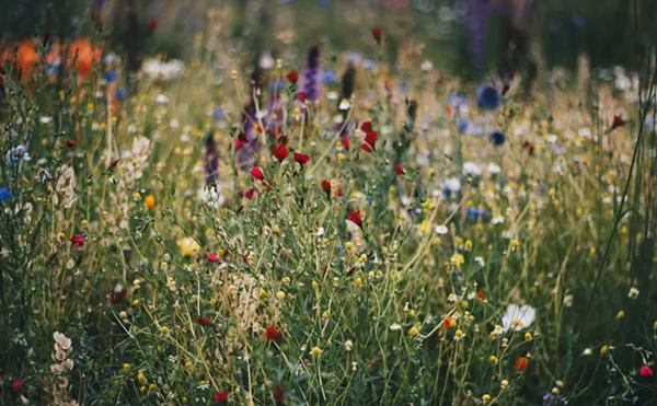 Image: Chaos Gardening – Wild Beauty or Just a Mess? A Sustainable Landscape Specialist Explains the Trend