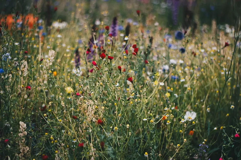 Image: colorful wildflowers growing outside