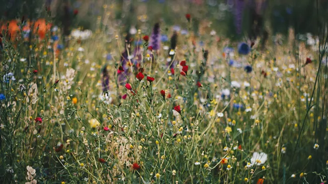 colorful wildflowers growing outside