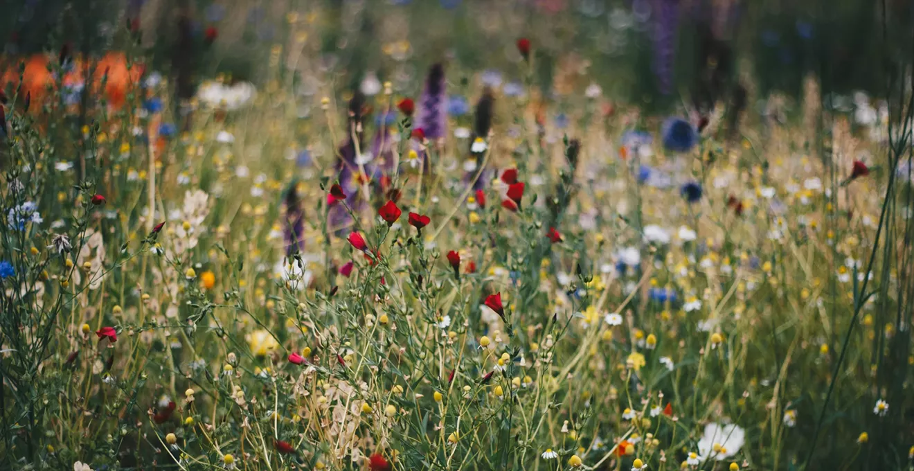 Is Chaos Gardening in Colorado Sustainable or Just a Mess?