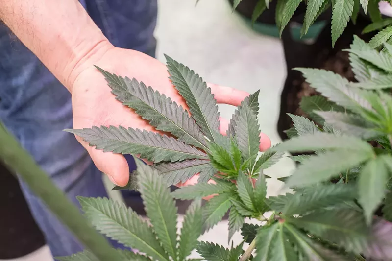 Image: A bill from Colorado lawmakers would severely restrict the sale of marijuana and legal psychedelics, including smokeable flower and psilocybin edibles.