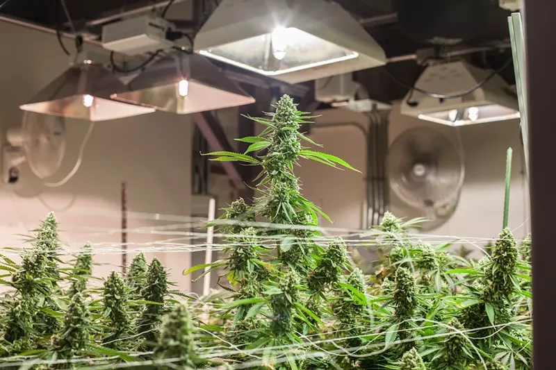Image: A large indoor marijuana plant under a light