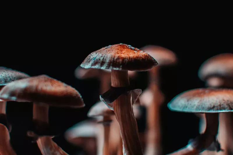 Image: Psychedelic mushrooms grown indoors
