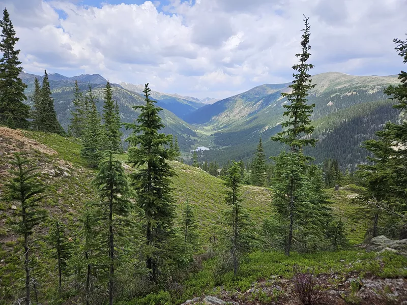 Image: U.S. forest lands and trees in Colorado