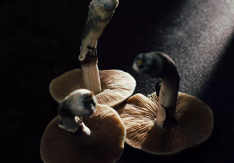 Image: psilocybin mushrooms with blue stems