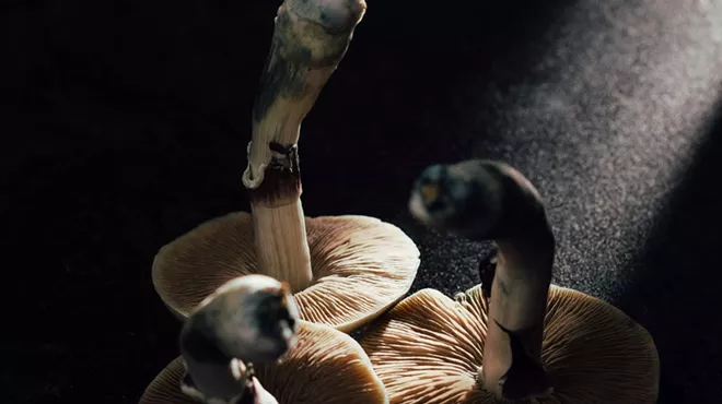 psilocybin mushrooms with blue stems