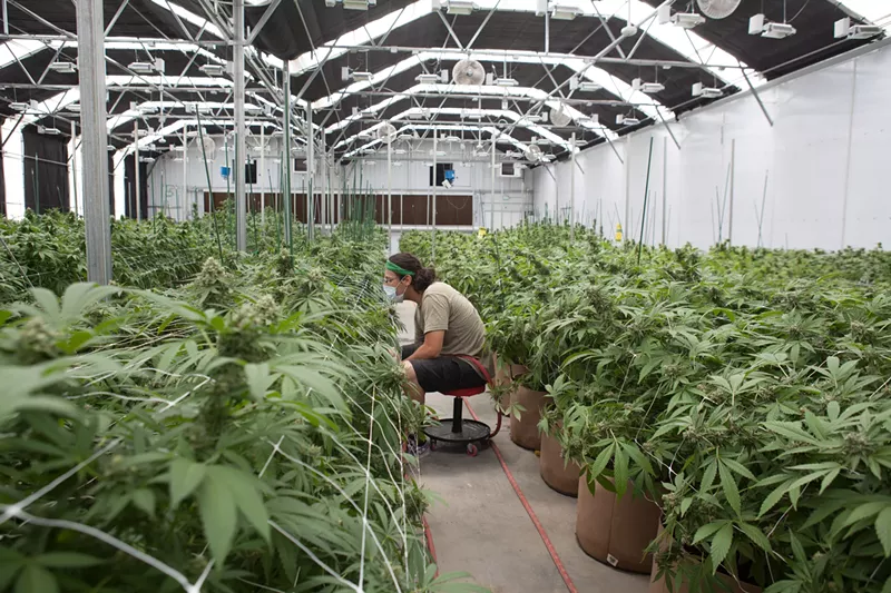 Image: Colorado's marijuana industry could be under a stronger magnifying glass in 2023.
