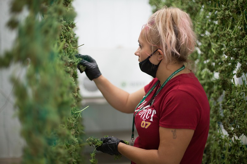 After losing nearly 10,500 marijuana jobs from 2022 to 2023, Colorado went from second to sixth in state marijuana employment.