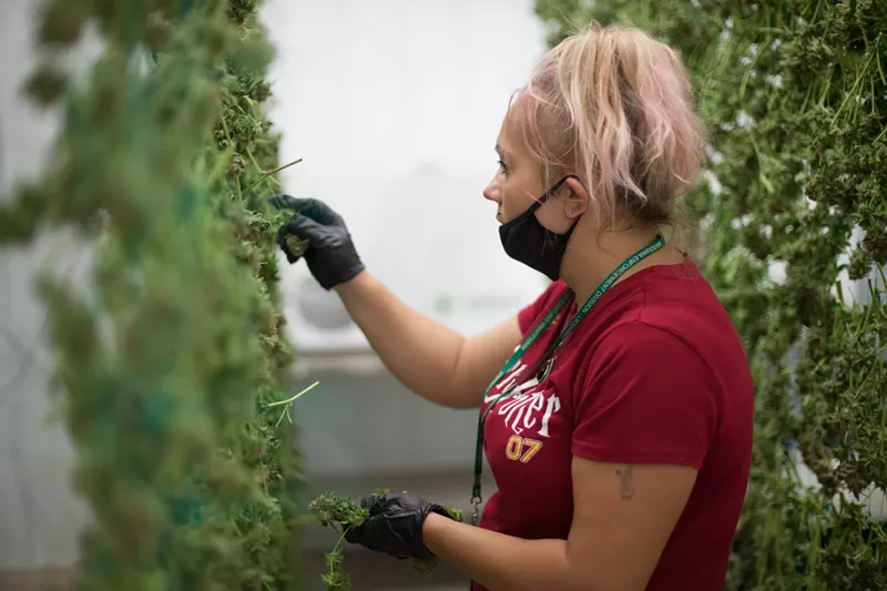 Image: Colorado marijuana jobs cut by nearly a third