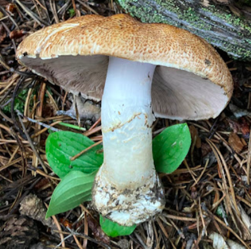 Image: a large white mushroom
