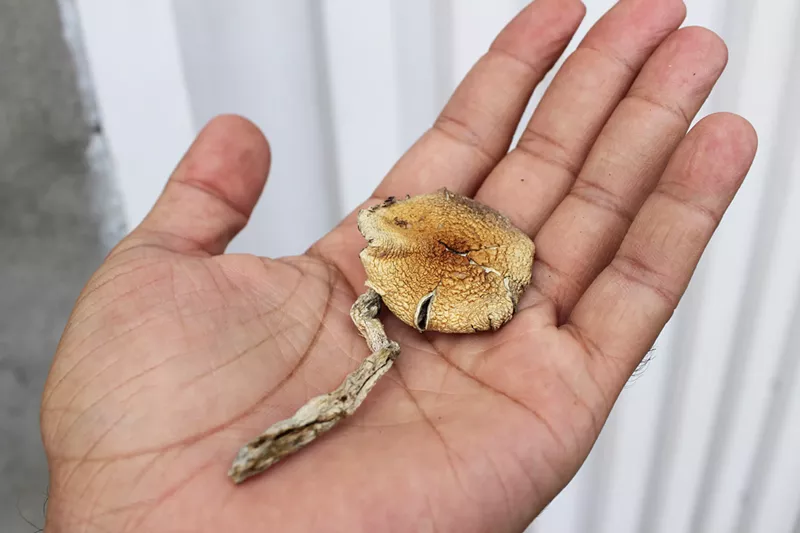 Image: Pweson holds psilocybin mushroom in palm of hand