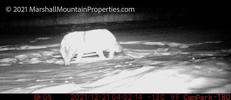Image: What appears to be a wolf captured this month by a camera near Leadville.