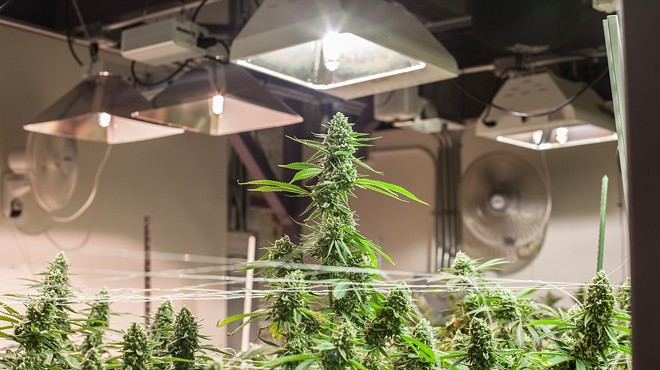 A tall cannabis plant grows under a light