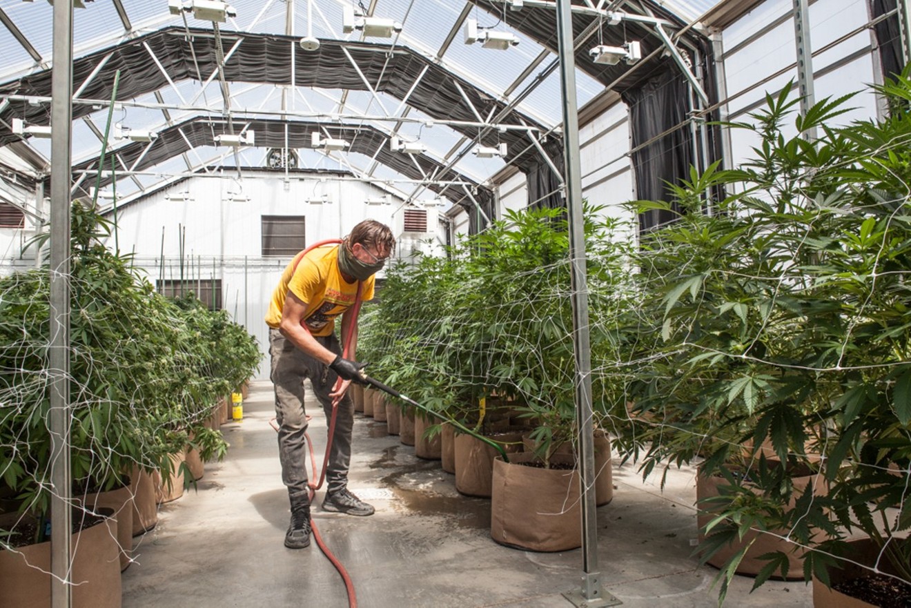 An employee for Wildflower Farms feed plants inside the marijuana growing operation's greenhouse.