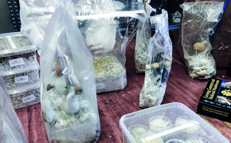 Image: Colorado Psychedelics and Mushroom Laws to Know Before You Trip