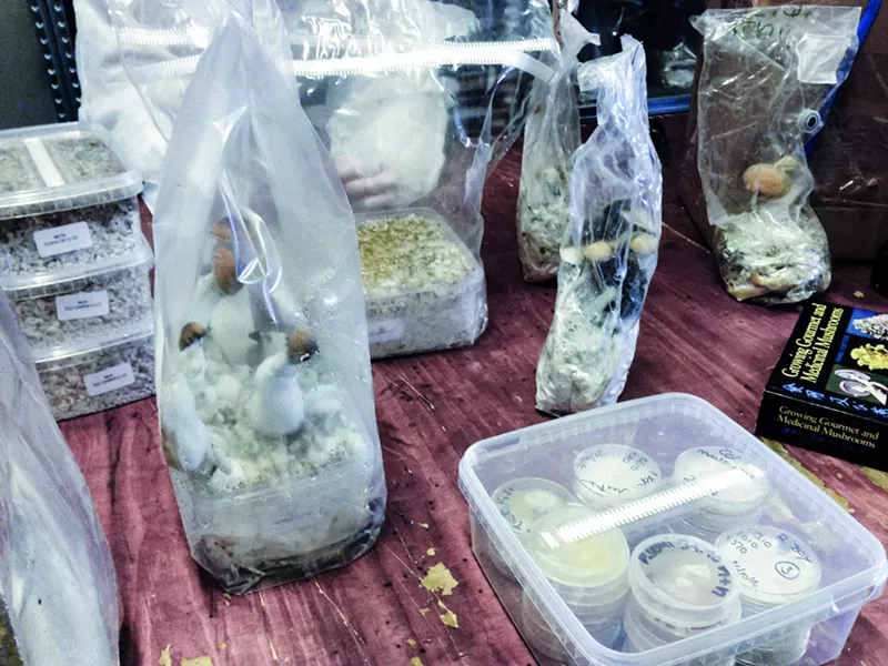 Image: mushroom growing operation