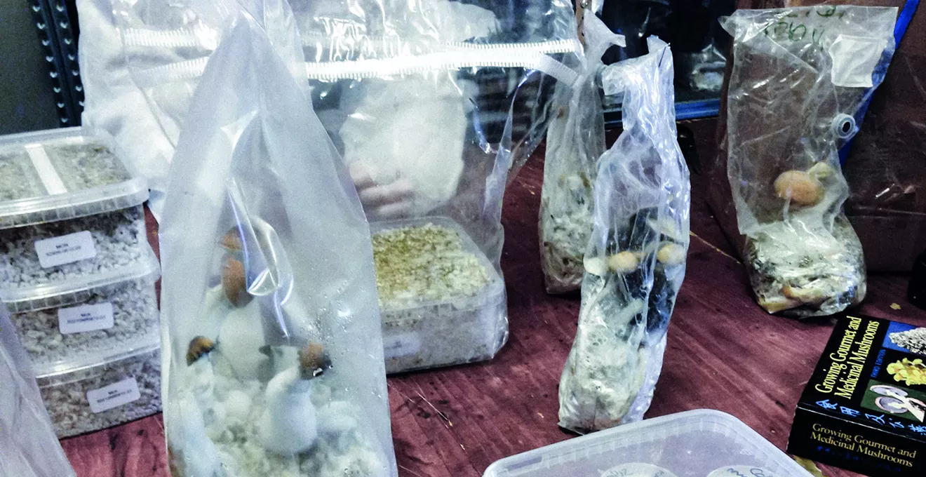 Image: Colorado Psychedelics and Mushroom Laws to Know Before You Trip