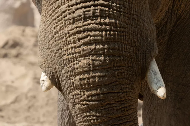Image: Elephant at DZCA